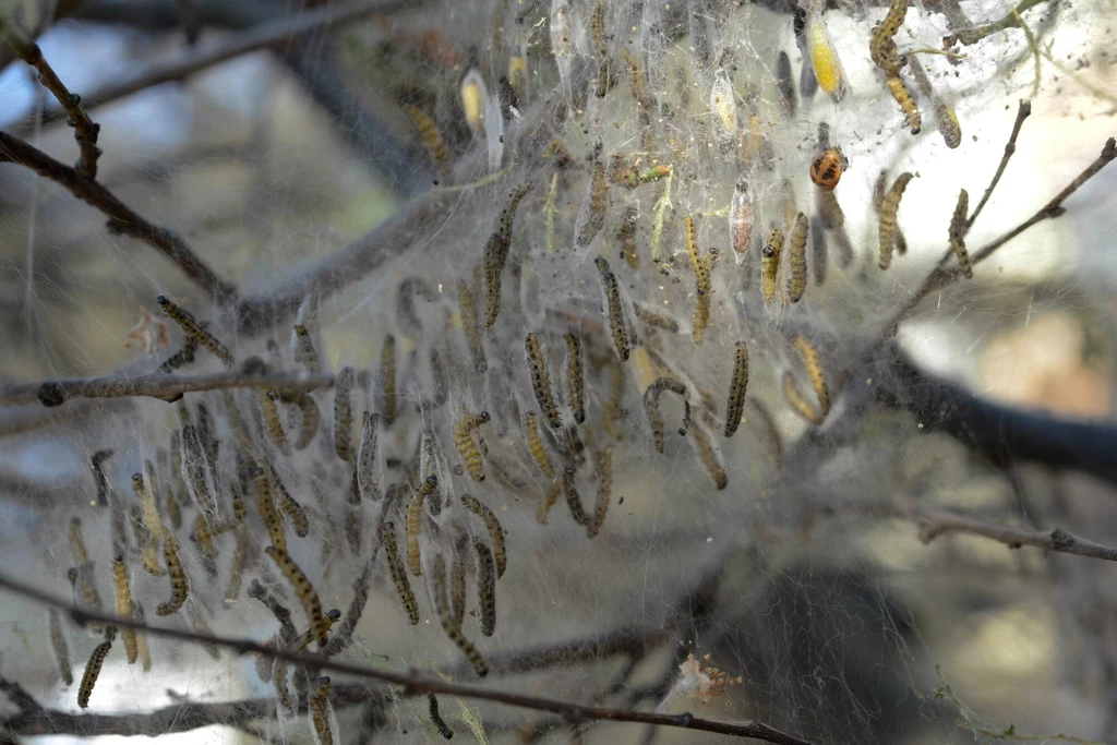 Gąsienice namiotników tworzą na roślinach gęste, pajęczynowate oprzędy