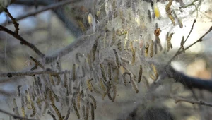 Gąsienice namiotników tworzą na roślinach gęste, pajęczynowate oprzędy