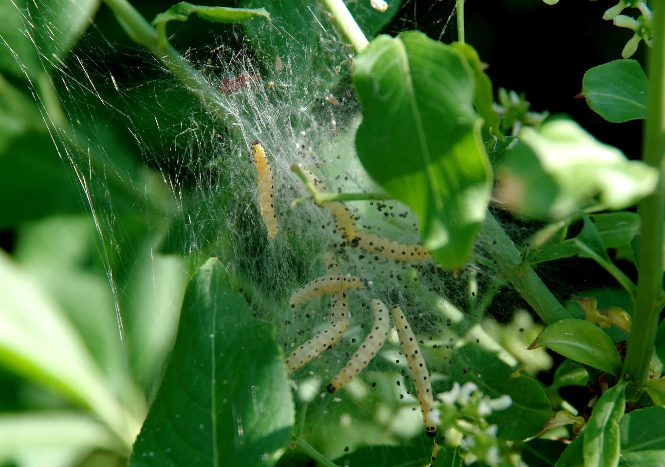Gąsienice namiotnika tworzą charakterystyczne namioty ze srebrnych nici