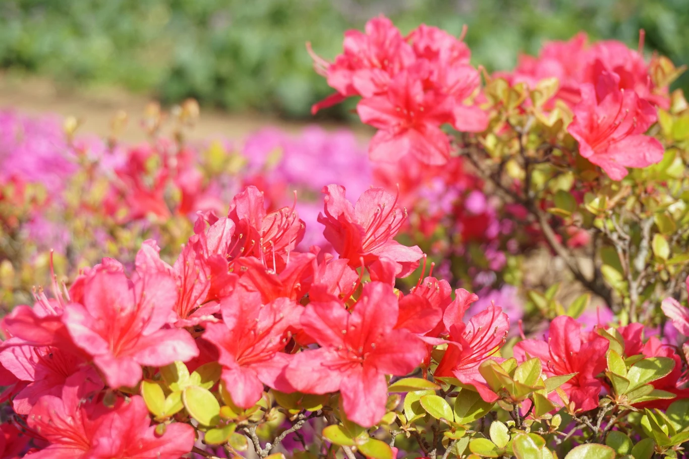 Dlaczego azalie nie kwitną? Co zrobić, żeby zakwitły? Dlaczego azalie nie kwitną? Co zrobić, żeby zakwitły?