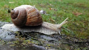 Ile można zarobić na ślimakach winniczkach? Mała fortuna