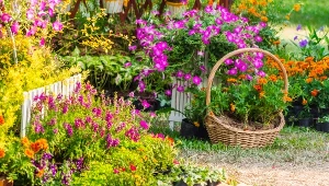 Najlepsze rośliny do słonecznych ogrodów. Nie straszny im upał 