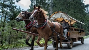 Elektryczne busy nad Morskim Okiem. Transportu konnego nadal nie wycofano