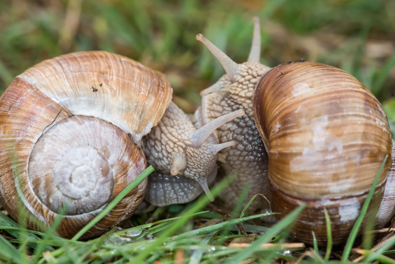 Limity zbiorów ślimaka winniczka różnią się w zależności od województwa