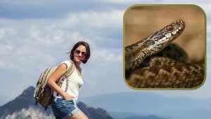 Uważaj na nie podczas górskich wędrówek. W ciepłe dni jest ich coraz więcej 