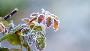 Cały kraj w alertach, są ostrzeżenia. Pogoda zagraża sadownikom