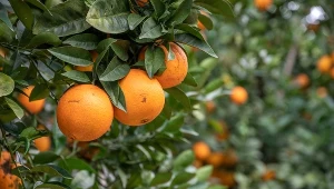 W Hiszpanii może zostać na drzewach nawet 400 tys. ton cytrusów. Przyczyną tanie owoce spoza UE