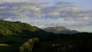 Bieszczady. W Mucznem urodziło się żubrzątko
