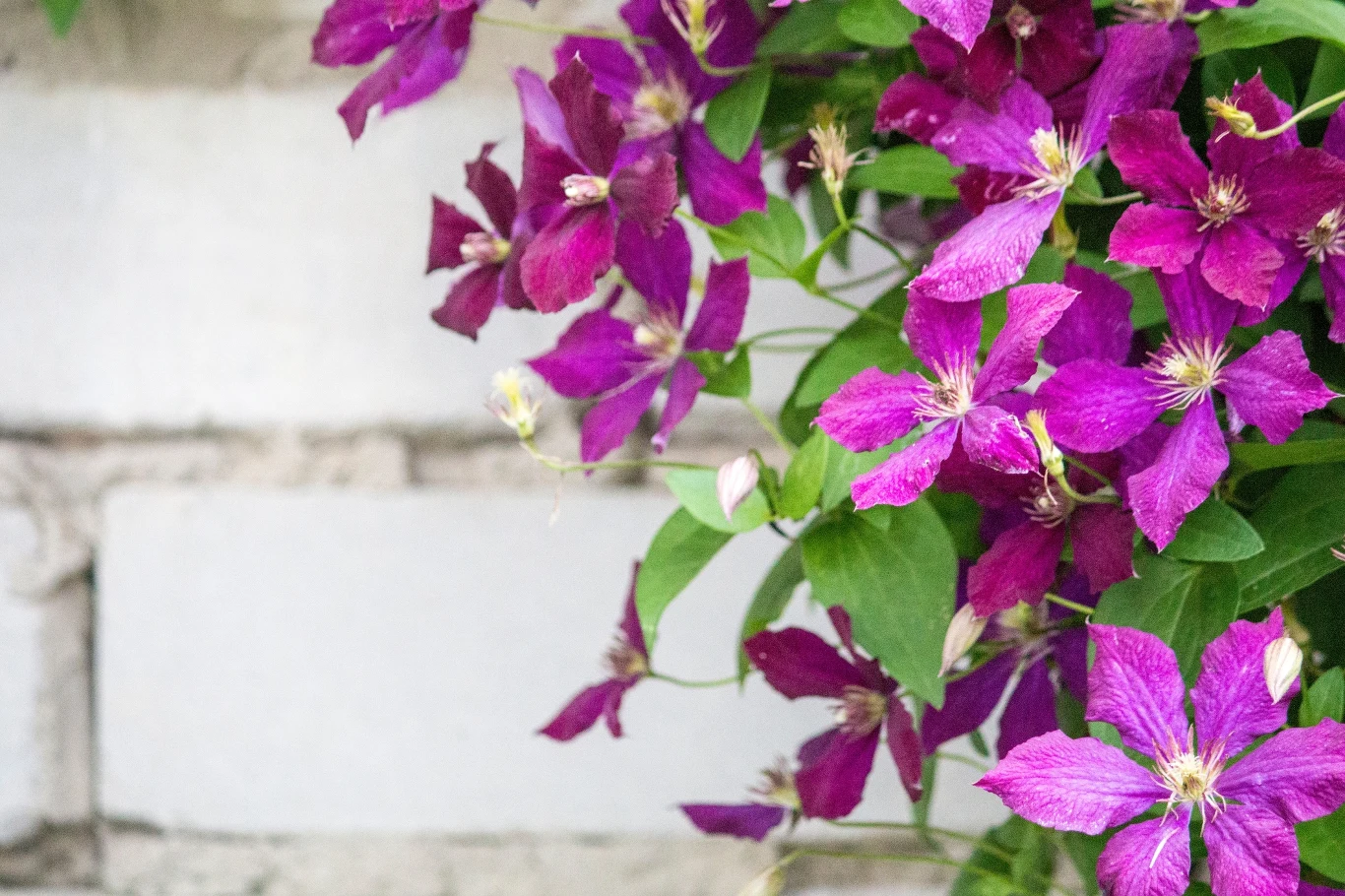 Powojnik ma piękne kwiaty w różnych kolorach.