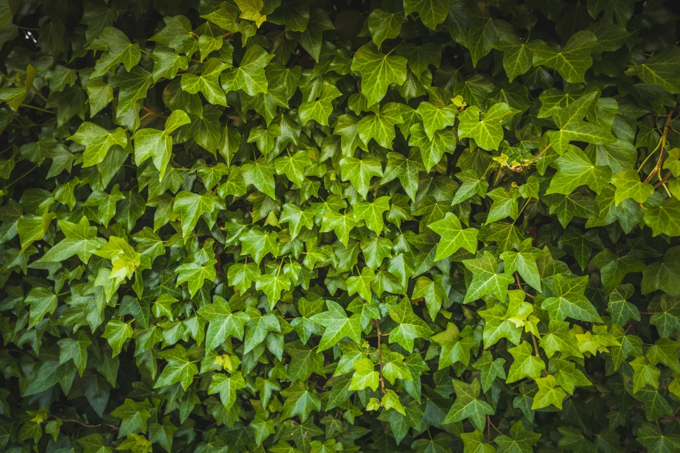 Bluszcz to popularna roślina, idealna na ogrodzenie.