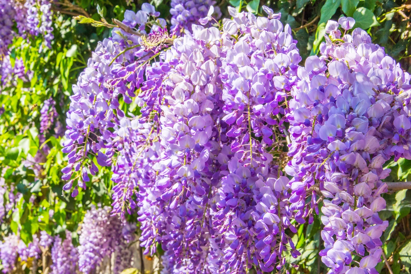 Wisteria cechuje się opadającymi gronami z ciemno lawendowymi kwiatami. 