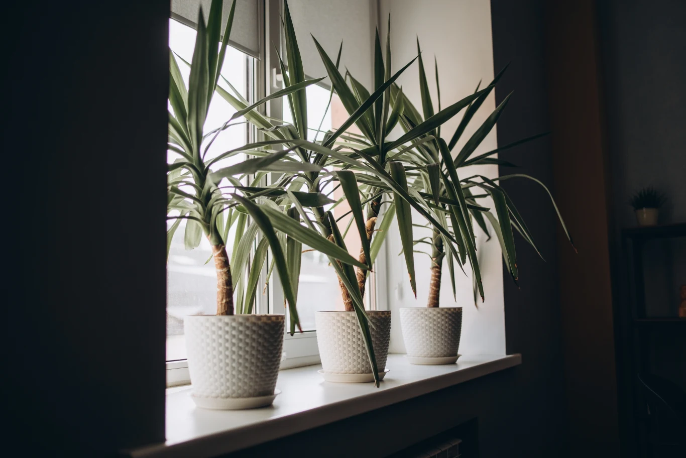 Juka powinna stać na parapecie od strony południowej lub wschodniej, w bezpiecznym miejscu. Bezpośrednie promienie słoneczne mogą poparzyć jej liście