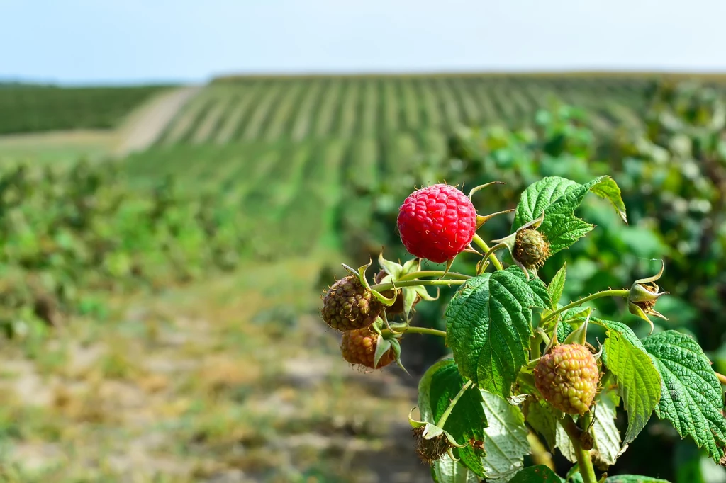 Pan Słowomir na plantacji malin znalazł cenne zabytkowe narzędzie