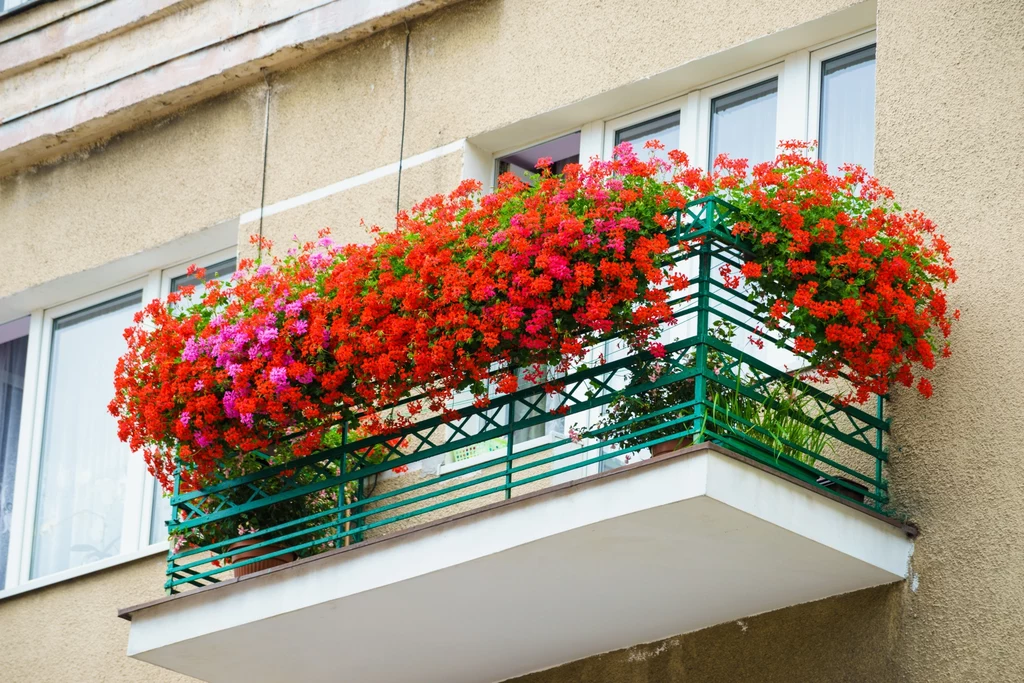 Kwiaty idealne na balkon. Sprawdź, które najlepiej wybrać.