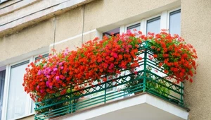 Kwiaty idealne na balkon. Sprawdź, które najlepiej wybrać.
