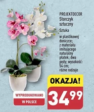 Орхідея Projektdecor
