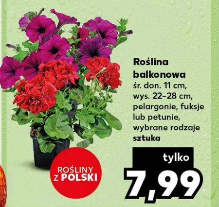 Roślina balkonowa Polski