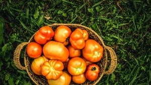 Pomidory wielkie jak pięść? Wkop ten odpadek do ziemi