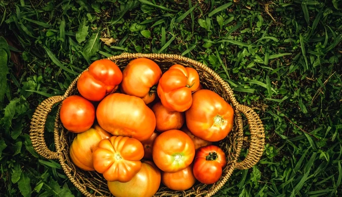 Pomidory wielkie jak pięść? Wkop ten odpadek do ziemi