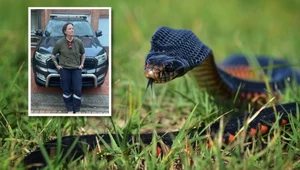 Kobieta mieszkająca na południowym wschodzie Australii musiała się pogodzić z mieszkającym w jej aucie jadowitym wężem. Gada próbowało usunąć czterech odławiaczy, ale żaden nie dał mu rady