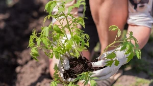 Sadzenie pomidorów bokiem? Sprawdź, po co robią to najlepsi ogrodnicy