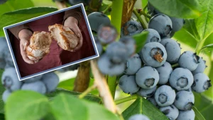 Podlewaj tym borówkę raz na 2 tygodnie, a będzie mieć mnóstwo owoców