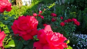 Róż ogrodowych pozazdroszczą ci wszyscy sąsiedzi. Wystarczy, że zastosujesz tę odżywkę