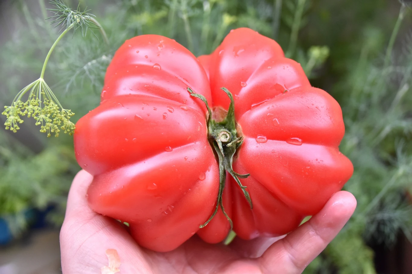 Pomidor to najzdrowszy owoc na świecie. Na całe szczęście Polacy go uwielbiają Pomidor to najzdrowszy owoc na świecie. Na całe szczęście Polacy go uwielbiają