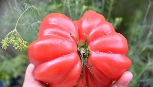 Jest najzdrowszym owocem na świecie. W Polsce rośnie na każdym kroku