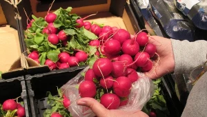 Kupując rzodkiewki zwróć uwagę na ten szczegół. Wybierzesz te najsmaczniejsze 