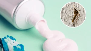 Wyciśnij pastę do zębów na serwetkę. Zapomnisz o problemach z komarami