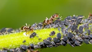 Przesyp z filiżanki i zalej szklanką wody. Mszyce uciekną w popłochu