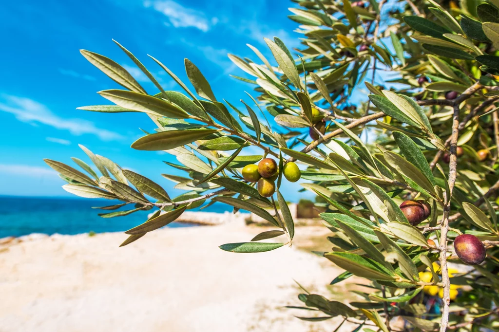 Letnie upały w ostatnich latach ograniczyły znacznie zbiory oliwek. Rolnicy czekają na deszcz