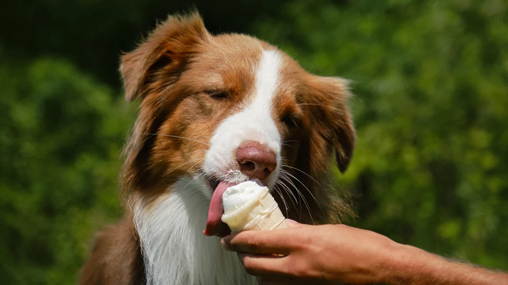 Z psem na lody? Coraz więcej lodziarni ma specjalną ofertę dla pupili