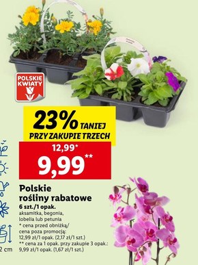 Begonia Polskie kwiaty niska cena