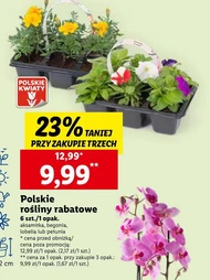 Бегонія Polskie kwiaty