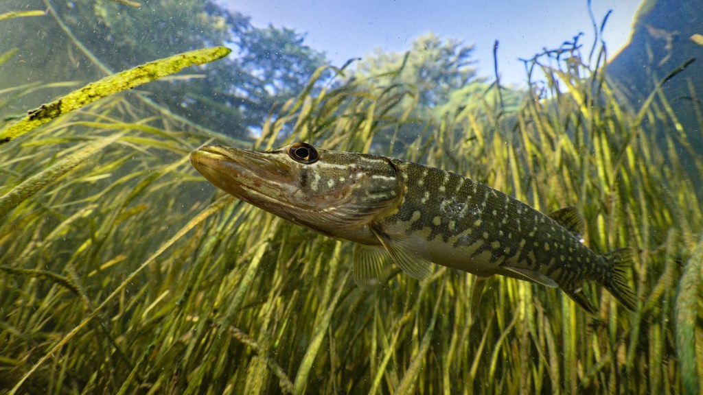 Jak wskazują ostatnie dane, ze względu na zmiany klimatu szczupak staje się w polskich wodach coraz rzadszym widokiem