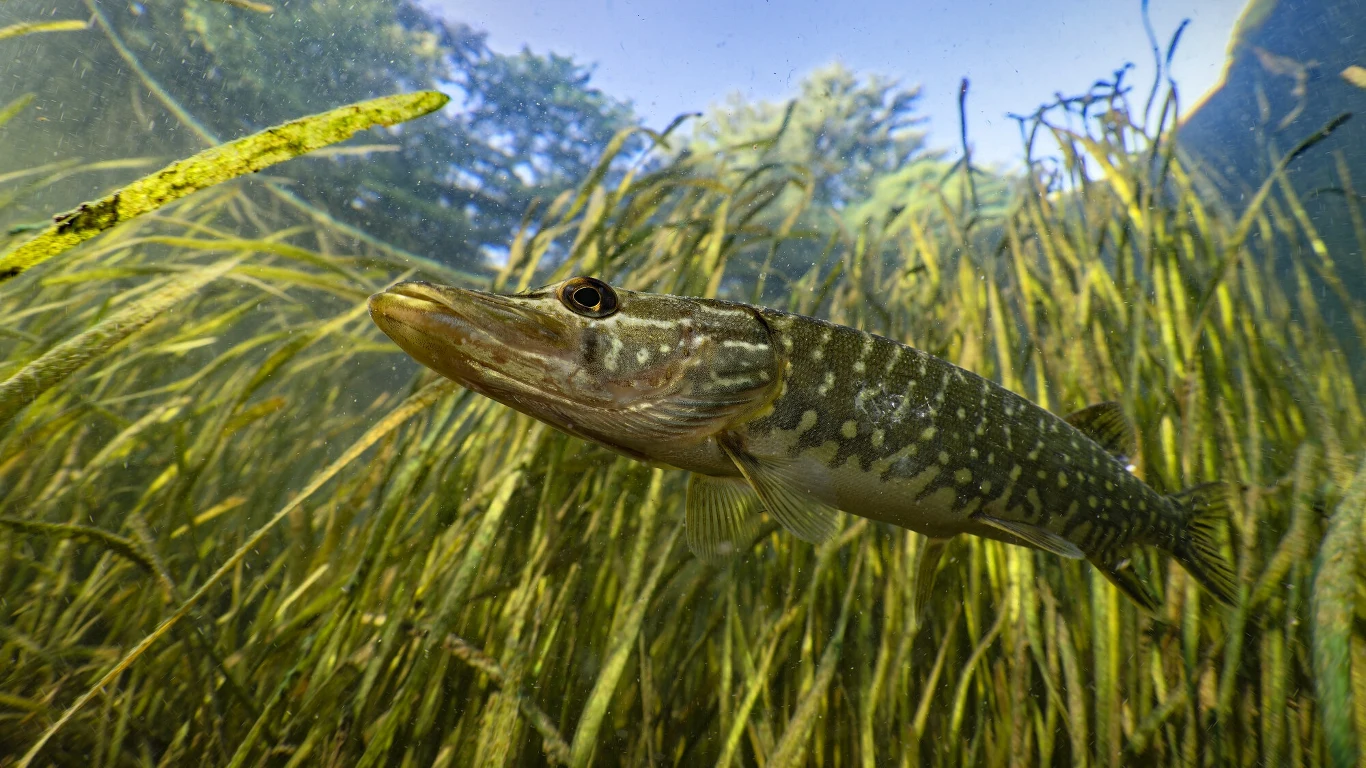 Jak wskazują ostatnie dane, ze względu na zmiany klimatu szczupak staje się w polskich wodach coraz rzadszym widokiem Jak wskazują ostatnie dane, ze względu na zmiany klimatu szczupak staje się w polskich wodach coraz rzadszym widokiem