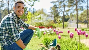 Zrób to z tulipanami po przekwitnięciu. Tak dbają o nie holenderscy ogrodnicy