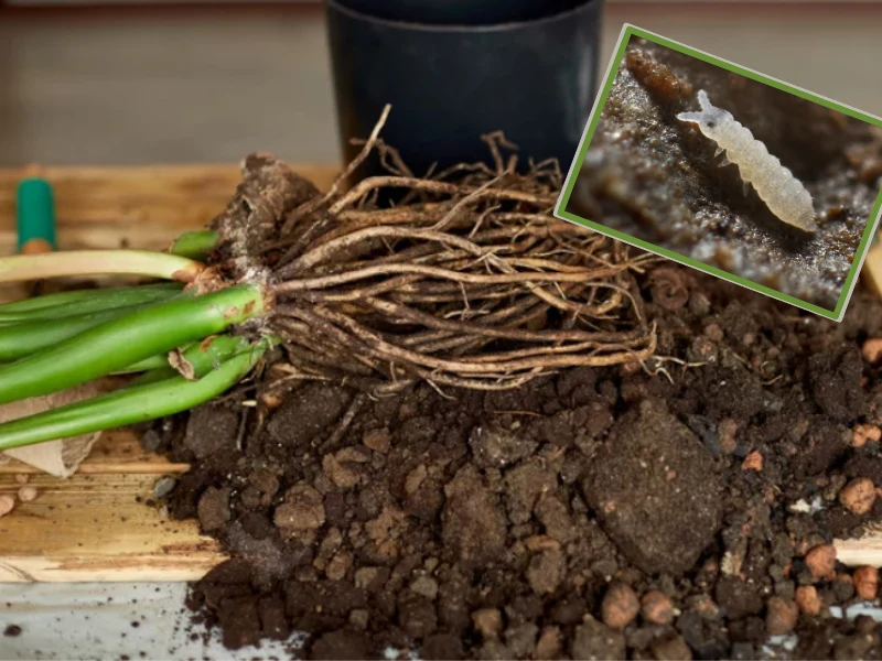 Jedną z najlepszych sposobów na pozbycie się skoczogonków jest przesadzenie rośliny Jedną z najlepszych sposobów na pozbycie się skoczogonków jest przesadzenie rośliny