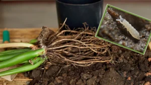 Jeśli widzisz je w doniczce, działaj szybko. Mogą zniszczyć twoją roślinę