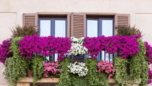 To idealna roślina na balkon. Supertunia Mini Vista zaleje go morzem kwiatów 