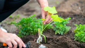 Ogórki gruntowe sadź w takich odstępach. Inaczej możesz zapomnieć o plonach