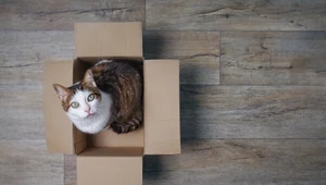 Dlaczego koty lubią kartony? Zbuduj mruczkowi nietypowy domek