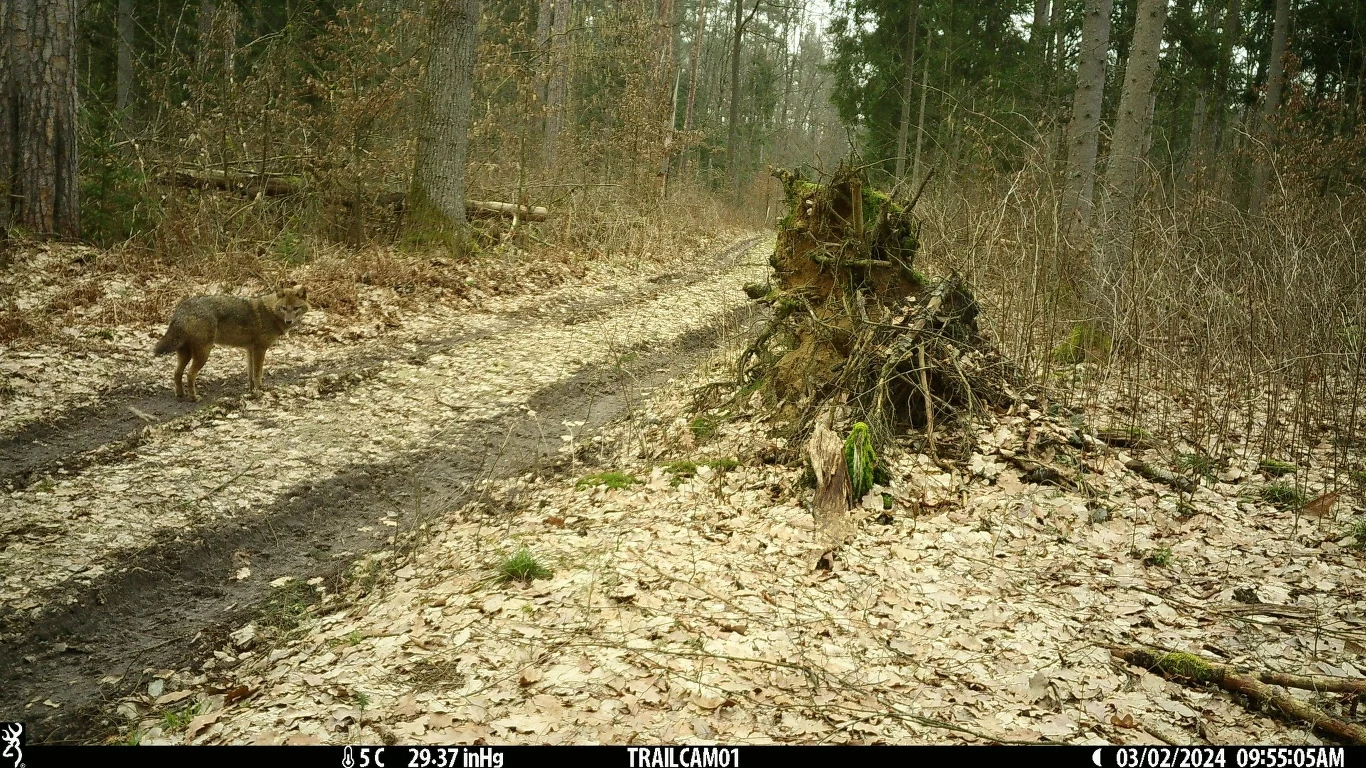 Szakal złocisty sfotografowany w Puszczy Białowieskiej (fot. Mammal Research Institute Polish Academy of Sciences/ Facebook)