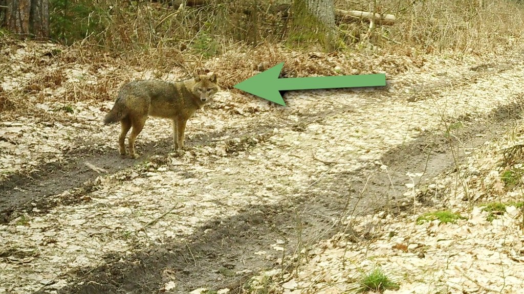 W Puszczy Białowieskiej zaobserwowano szakala. Jak się tam znalazł i czy sobie poradzi?