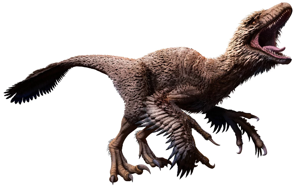 Dakotaraptor - jeden z teropodów pokrytych piórami
