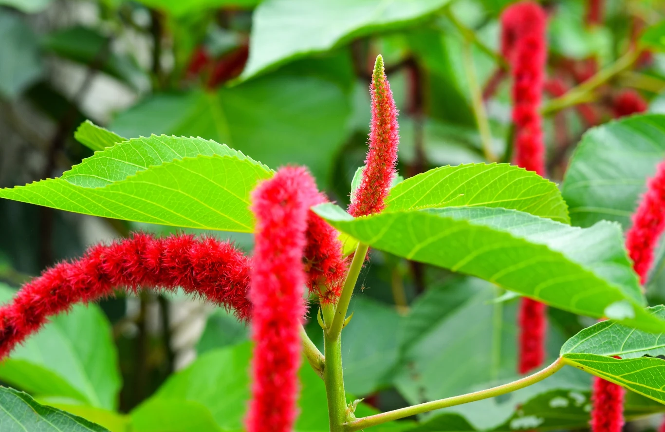 Acalypha pendula to jeden z modniejszych kwiatów na balkon. Acalypha pendula to jeden z modniejszych kwiatów na balkon.