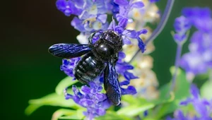 Zaderzchnia fioletowa nazywana jest czasami "czarną pszczołą". Po latach krytycznej sytuacji w Polsce zaczyna pojawiać się ich coraz więcej