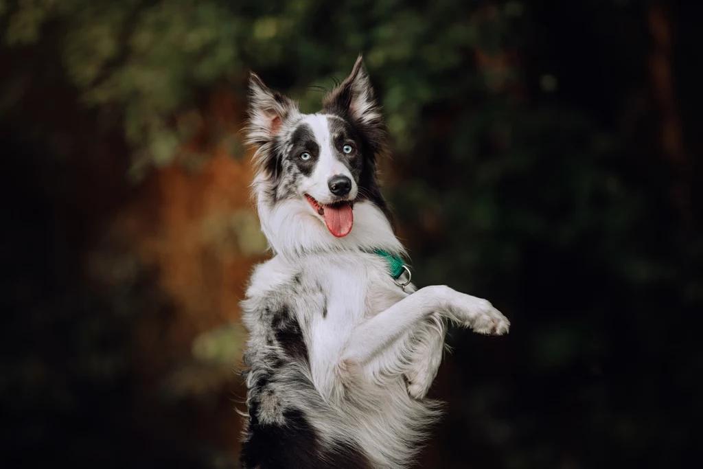 Popularność rasy Border Collie wynika także z nietuzinkowego wyglądu tych psów 